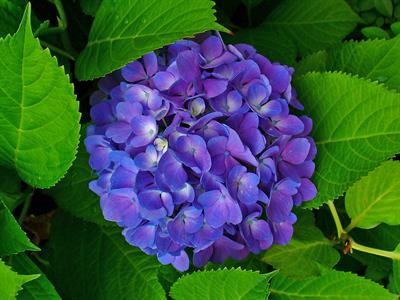 Hydrangea macrophyll